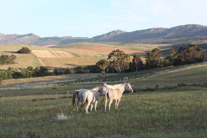 Villa Shabach Farm Hartebeesrivier Exterior foto